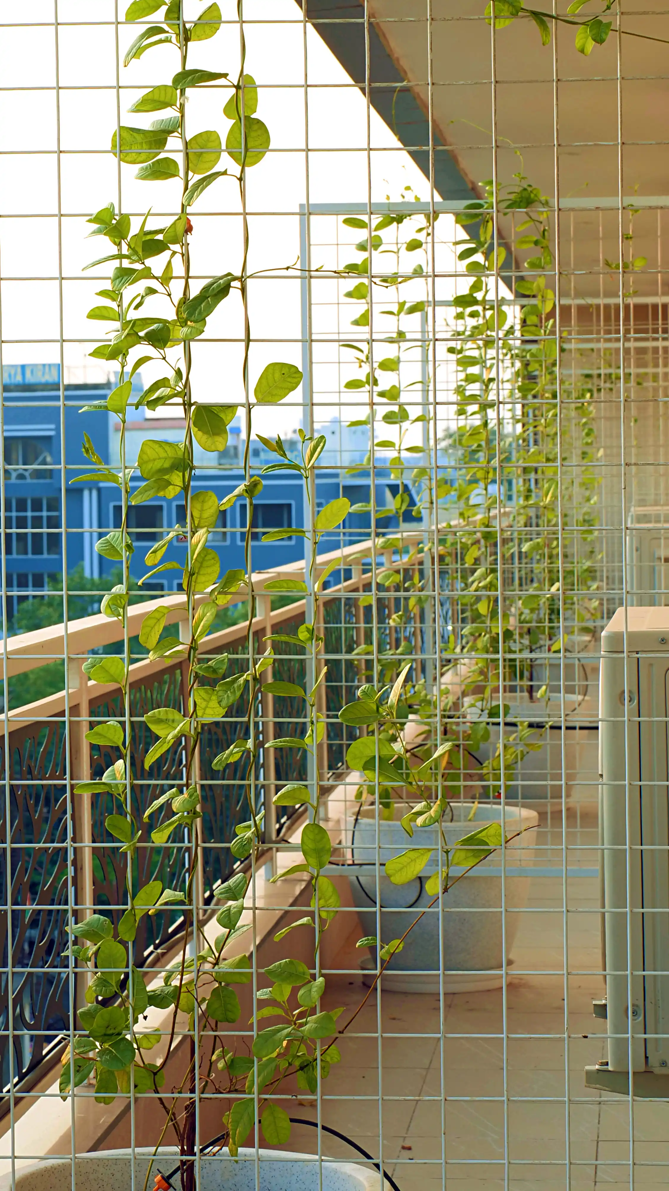 Green Leaf Residency Photo 6